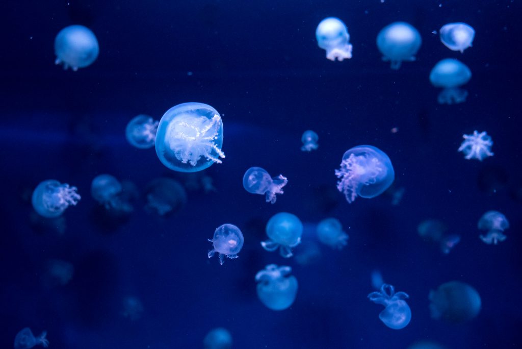 Marine Life Guide In The Outer Banks Jellyfish First Flight Rentals