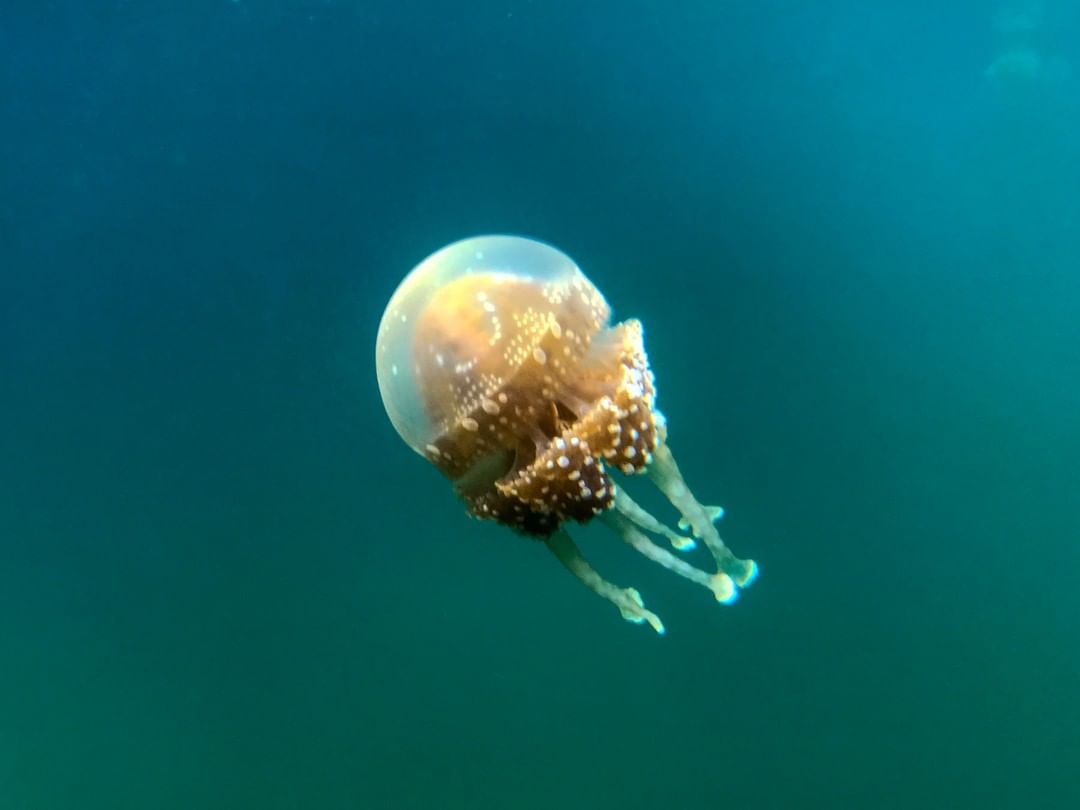 Marine Life Guide In The Outer Banks Jellyfish First Flight Rentals