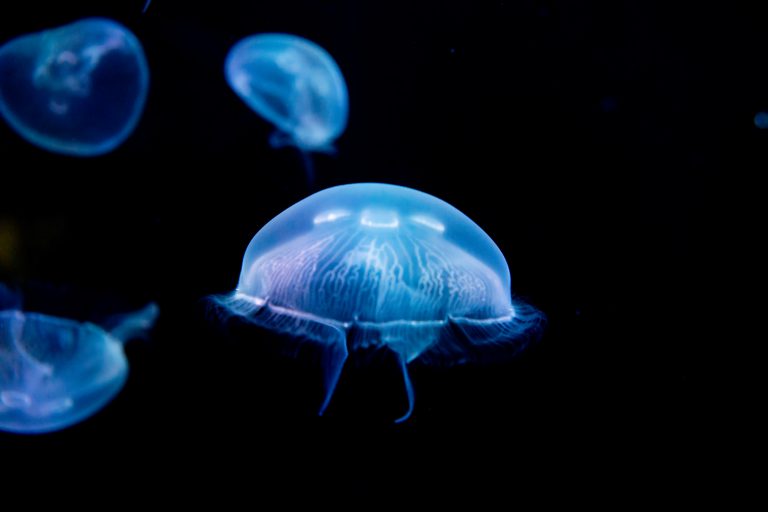 Marine Life Guide In The Outer Banks Jellyfish First Flight Rentals