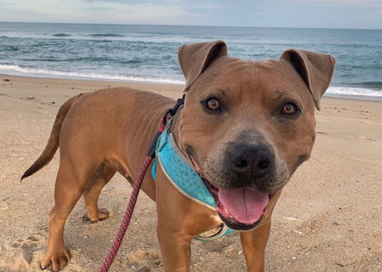 2024 Outer Banks Leash Laws By Town First Flight Rentals Blog